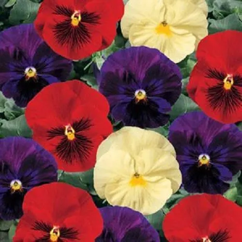 50 Pansy Seeds Delta Wine And Cheese Mix Fresh - $12.00