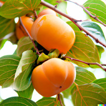 5 seeds Japanese Persimmon Plant Heirloom Seeds Fast Growth Quick Enjoy - £10.74 GBP