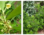 3 Live Plants Yellow Anise Plant Illicium Parviflorum - £51.09 GBP