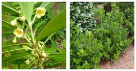 3 Live Plants Yellow Anise Plant Illicium Parviflorum - $64.93
