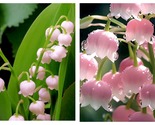 Pink Lily Of The Valley 50 Seeds - $34.93