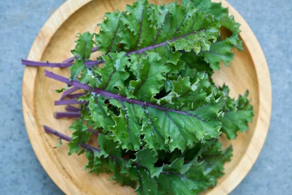 500 Red Russian Kale Seeds Heirloom Seed 2024 Non-Gmo Fresh Garden - $6.34