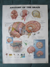 Anatomical Chart 11&quot; x 14&quot; Bookplate Print - Anatomy of the Brain - £3.98 GBP