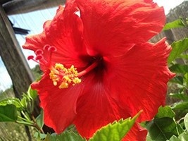 4 Hawaiian Red Hibiscus Plant Cuttings ~ Grow Hawaii - £51.30 GBP