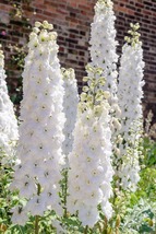 25 Giant Pure White Delphinium Seeds Flower Perennial - $17.96