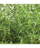 20 Fresh Herb Seeds Summer Savory - $5.98