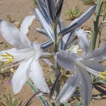 New Fresh Seeds Hesperocallis Undulata Ajo Lily Ajo Silvestre Desert Lily 10 See - $19.70