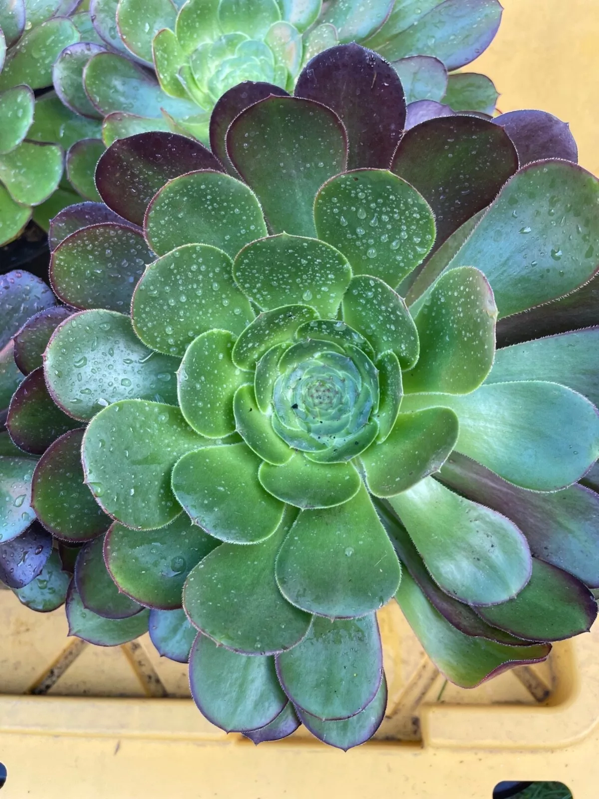 One Aeonium Garnet 5-6 Inches Live Succulent Plant Fresh Seeds - $22.00