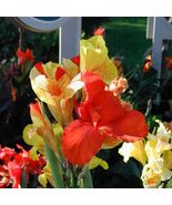 CANNA CLEOPATRA RED LEAVES Aquatic Pond Live Plant  SUPER PRICE!! FREE S... - $417.51 MXN