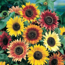 125 Sunny Sun Power Sunflower Mix, 10 Species Flowers Seeds - £14.81 GBP