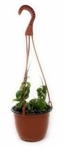 Hindu Rope Hoya Wax Plant Hoya carnosa Hindu Rope 6&quot; Basket - living room - £57.72 GBP