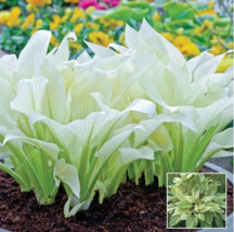 100  pcs/bag hosta plants, hosta seeds, bonsai flower seeds DIY for home garden  - £5.10 GBP