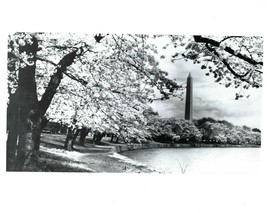 National Cherry Blossom Festival 8X10 Photo Picture Washington Dc Wide Border Bw - £3.94 GBP