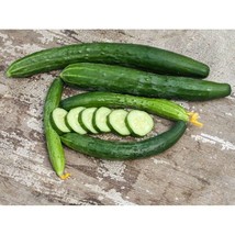 USA Seller Aonaga Jibai Cucumber Seeds Fast Shipping - £10.09 GBP