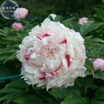 SL White Little Red Peony Shrub Flower Seeds Light Fragrant Big Blooms Home Gard - $1.23