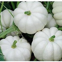 USA SELLER New 20 White Baby Boo Pumpkin Seeds Heirloom Organic - £11.21 GBP