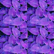 hosta plant seeds. Hosta &#39;Whirl Wind&#39; in Full Shade - $17.04 CAD