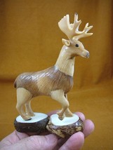 TNE-DEER-646A) tan Buck Deer TAGUA NUT nuts palm figurine carving in rut... - $36.62