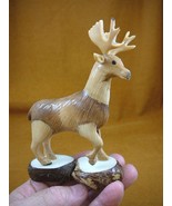 TNE-DEER-646A) tan Buck Deer TAGUA NUT nuts palm figurine carving in rut... - £27.37 GBP