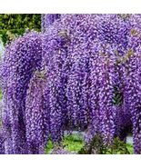 Wisteria 2 Rooted Live Plants NO Pot - $25.00