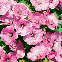 Rose Mallow- Lavetera- Tanagra- 100 Seeds Fresh Garden Usa Seller - £5.07 GBP