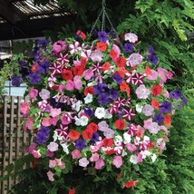 Heirloom Mixed Colorful Hanging Garden Petunia Flower, 200 Seeds D - $10.35