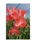 50+ Thomas &amp; Linda Sweet Pea Seeds | Fragrant Heirloom Blooms - $23.13 CAD