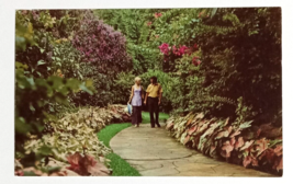 Strolling through Sunken Gardens Saint Petersburg FL Curt Teich Postcard 1971 - £4.69 GBP