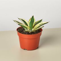 Live Plant - Agave Quadricolor - 4&quot; Pot - Fairy Garden/Houseplant  - £31.96 GBP