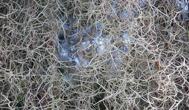 Organic Bulk Live Spanish Moss Overstuffed Gallon Bag