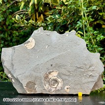 Authentic Psiloceras Planorbis Fossil Ammonite – Jurassic Blue Lias, Watchet, - $39.63