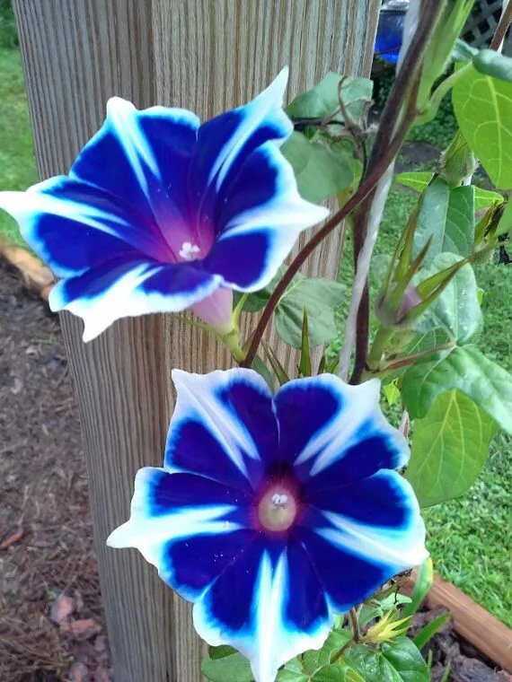 TH Japanese morning glory mix 10 seeds - $6.99