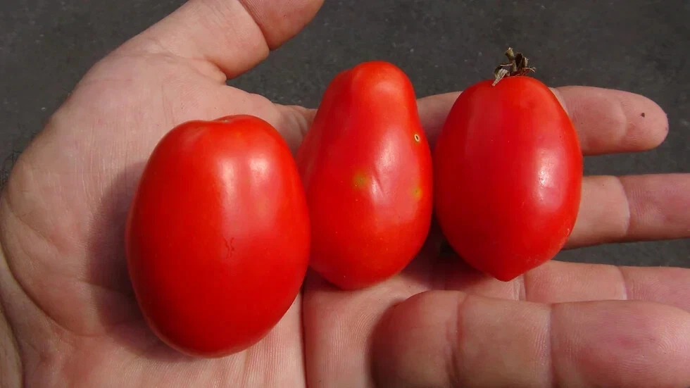 50 Seeds Celano Tomato Juicy Tomatoe Vegetable Garden Edible Food - $5.18
