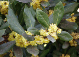 5 Pc Seeds Bay Laurel Flower Plant, Laurus nobilis Seeds for Planting | RK - £14.59 GBP