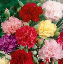 VPF Carnation CHABAUD Mix Pollinators Fragrant Cut Flowers Florist Non-GMO 200 S - $4.98