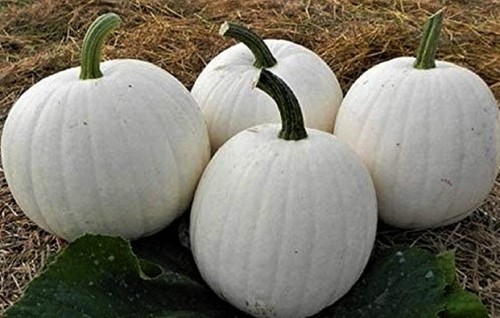 Casper White Pumpkin Seeds 5 Seeds  - $6.00