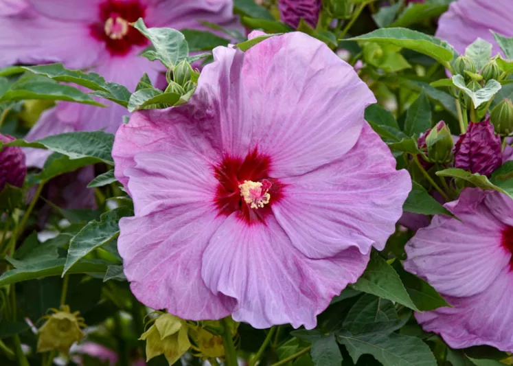 20 Rosemallow Mixed Hibiscus Flower Seeds for Garden - £7.73 GBP