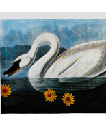 1979 Whistling Swan Color Plate Print Audubon Birds Of America Art Vinta... - €25,86 EUR