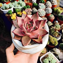 200 Seeds Fresh Succulent Plant Bonsai Radiation Succulents Sedum Bonsai - $22.62 CAD