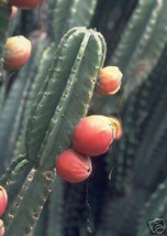 HOT Cereus peruvianus grafting stock cactus night blooming columnar seed... - £25.01 GBP