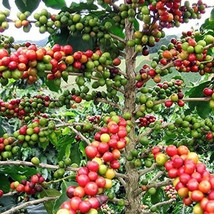 USA SELLER Organic Arabica Coffee Plant Seeds Free Shipping - $20.83