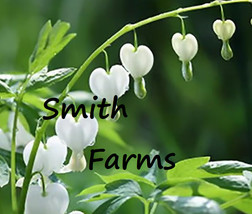 HS  25+ Seeds White Bleeding HSart Seeds Dicentra Spectabilis Shade Flower Flowe - £5.23 GBP