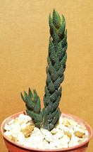 Haworthia reinwardtii rare succulent plant exotic cactus cacti miniature... - £13.22 GBP