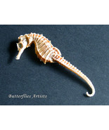Real Seahorse Skeleton Marine Creature Taxidermy Framed Museum Quality D... - $1,880.76 MXN