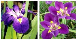 Live STARTER Plant Louisiana Purple-Louisiana Iris native American wildflower  - £30.59 GBP