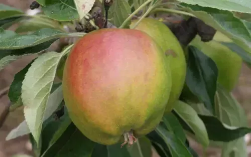 Fresh 25 Cornish Gilliflower Apple Seeds - $15.48