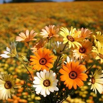 New African Mix Daisy Flower Seeds 50Pcs/Pack Cape Marigold Blooms In Vi... - £12.92 GBP