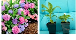 L.A. DREAMIN Hydrangea Starter Plant PINK,PURPLE &amp; BLUE BLOOMS AT THE SA... - $53.99