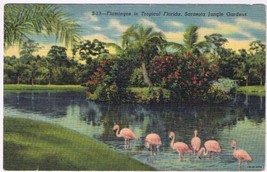 Postcard Flamingoes In Tropical Florida Sarasota Jungle Gardens - £3.69 GBP