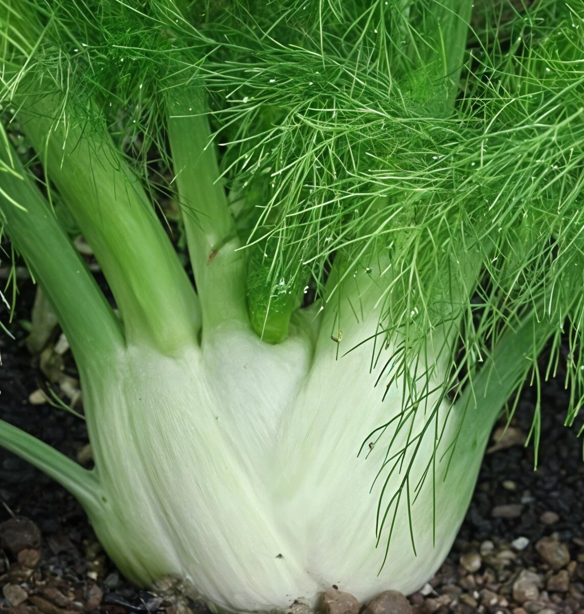 Florence Fennel Seeds: Heirloom Non-GMO Vegetable Garden Seeds - $3.21